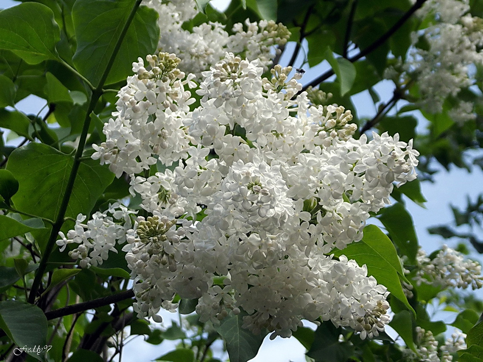 Сирень белая куст фото